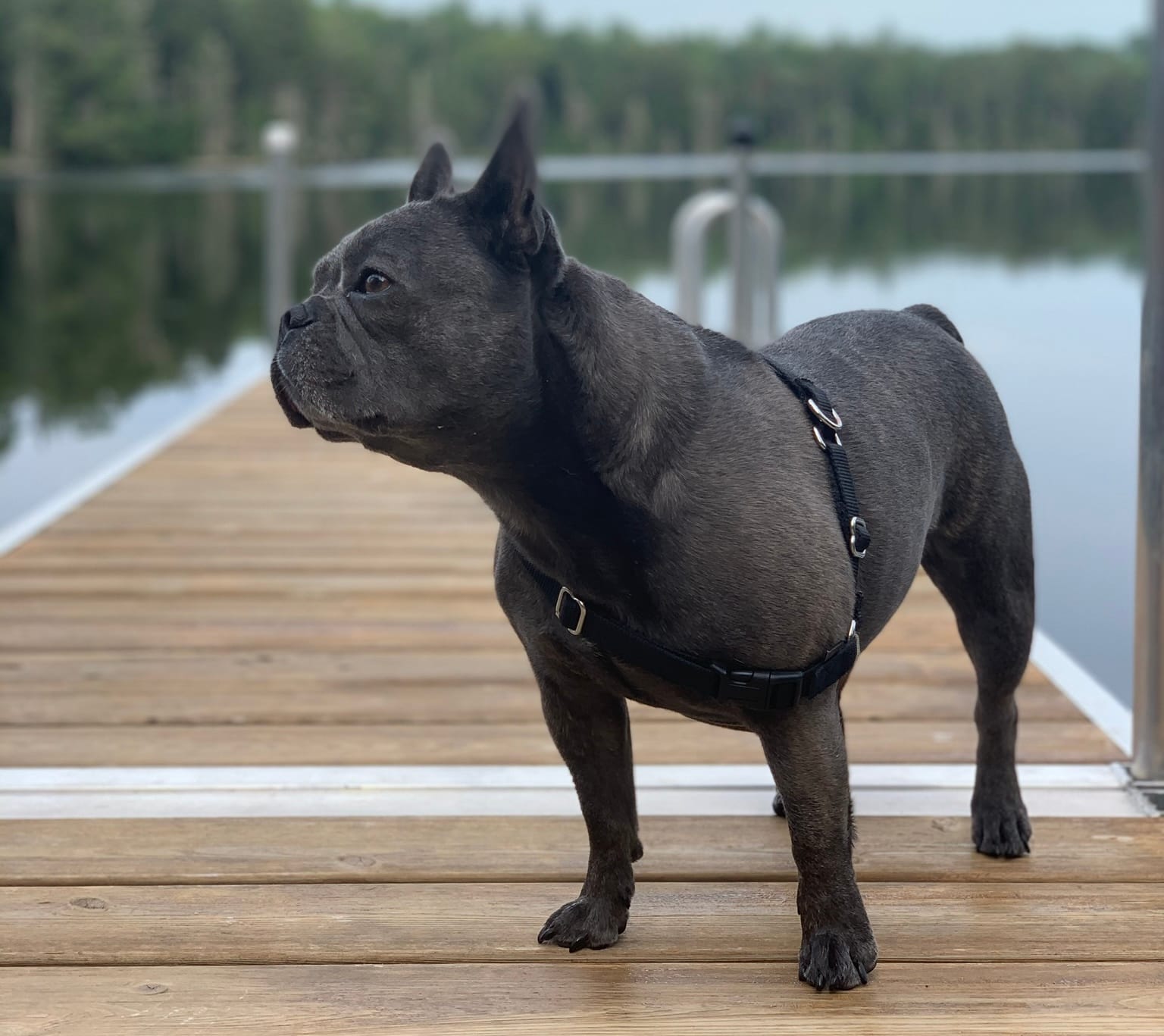 Picture of my dog, a french bulldog.